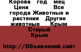 Корова 1 год 4 мец › Цена ­ 27 000 - Все города Животные и растения » Другие животные   . Крым,Старый Крым